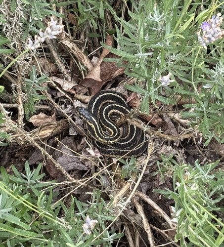 Common Garter Snake observed by dcenterbar