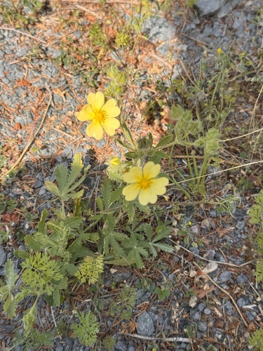sulphur cinquefoil