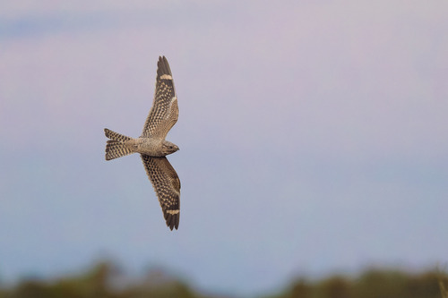Lesser Nighthawk observed by chenbuterol