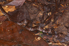 Atractus major