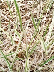 Phalaris arundinacea picta