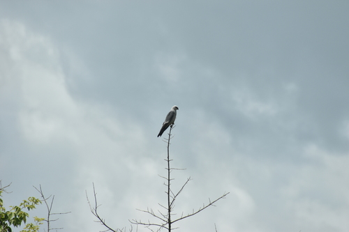 Mississippi Kite observed by inkymiranda