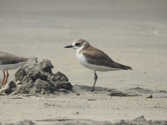Charadrius mongolus