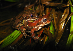 Pseudacris streckeri