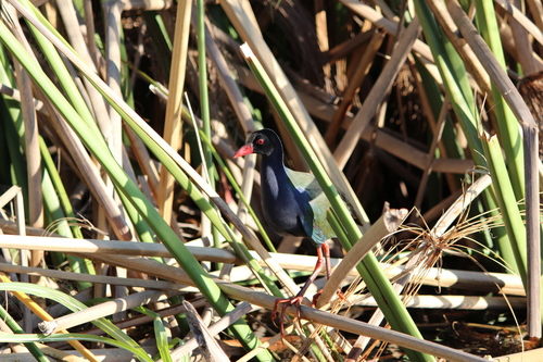 iNaturalist image