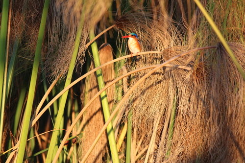 iNaturalist image