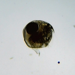 Chydorus sphaericus