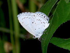 Celastrina lavendularis himilcon