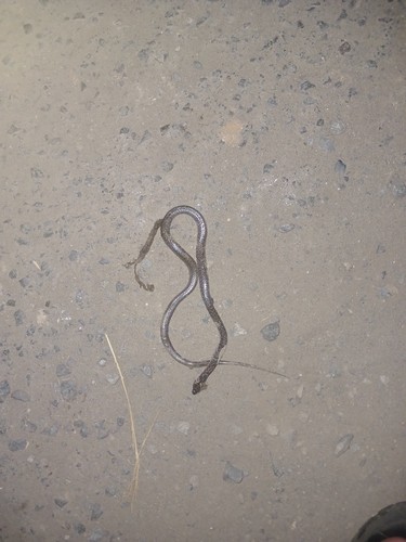 Common Wolf Snake