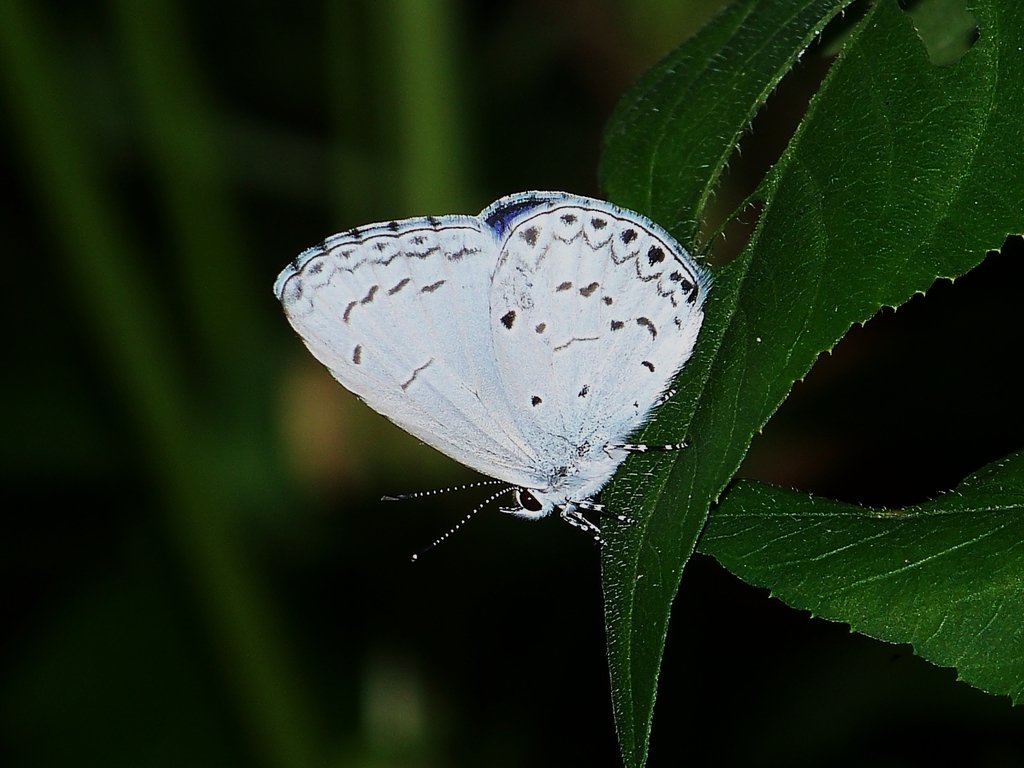 Plain Hedge Blue
