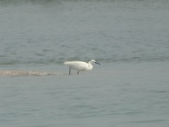 Egretta garzetta