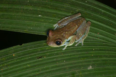 Boana nympha
