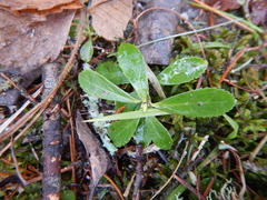 Chimaphila umbellata umbellata