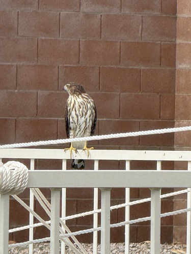 Cooper's Hawk observed by teellbee