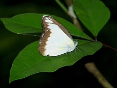 Appias lyncida eleonora