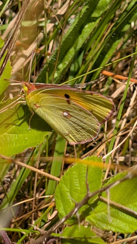 Clouded Yellow