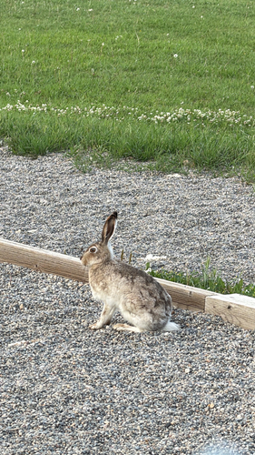 White-tailed Jackrabbit observed by chalor