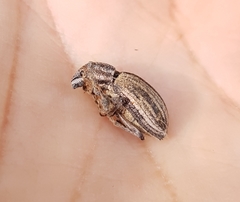 Naupactus verecundus