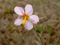 Kosteletzkya depressa