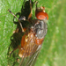 Brachyopa scutellaris - Photo (c) Nigel Jones, algunos derechos reservados (CC BY-NC-ND)