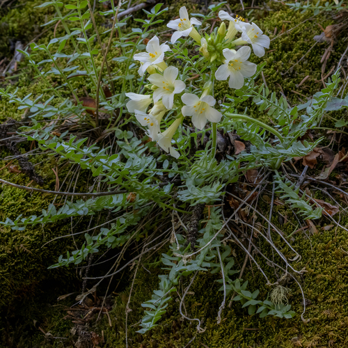 Polemonium brandegeei, photograph 1