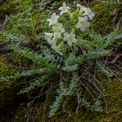 Polemonium brandegeei, photograph (c) Dan Vickers, some rights reserved (CC BY)