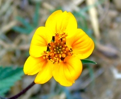 Sclerocarpus divaricatus