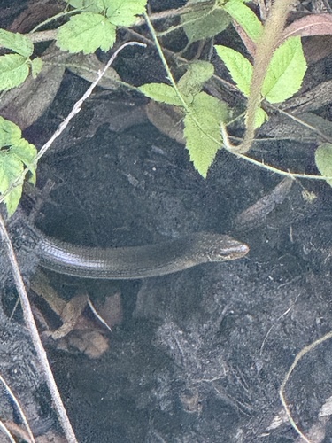 Eastern Glass Lizard observed by jennygumm