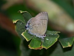 Rapala varuna formosana