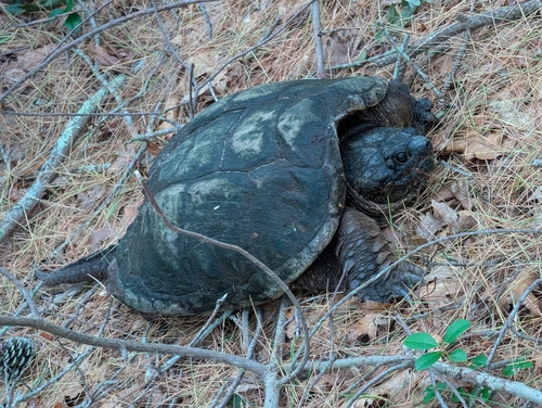 Common Snapping Turtle observed by edbruce1