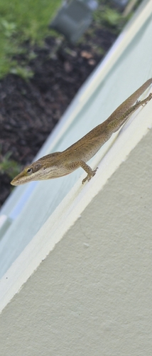 Green Anole observed by ash596