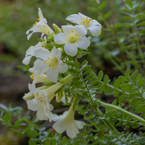Polemonium brandegeei