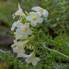 Polemonium brandegeei