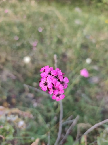 Carthusian Pink
