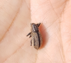 Naupactus verecundus