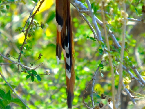 Mexican Squirrel Cuckoo (Piaya mexicana), photo 10
