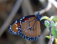 Danaus eresimus montezuma
