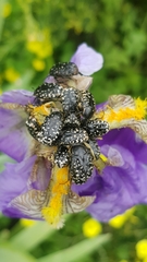 Oxythyrea noemi