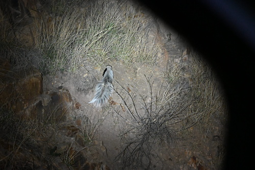 Hooded Skunk observed by yichen_g