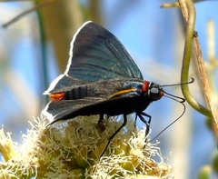 Elbella scylla