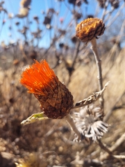 Cnicothamnus lorentzii, photograph author not stated, no rights reserved