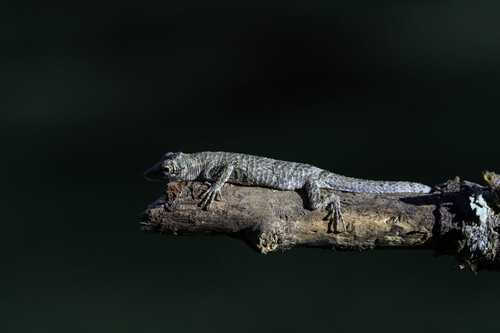 Pygmy Lizard