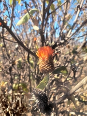 Cnicothamnus lorentzii, photograph author not stated, no rights reserved