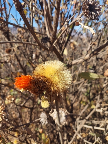 Cnicothamnus lorentzii, photograph 6