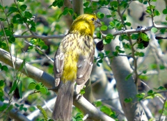 Pheucticus chrysopeplus