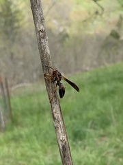 Polistes parametricus