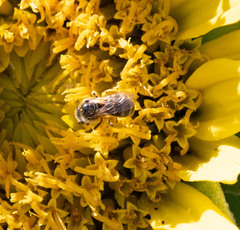Lasioglossum titusi