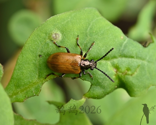 Lema decempunctata