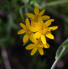Eriophyllum jepsonii