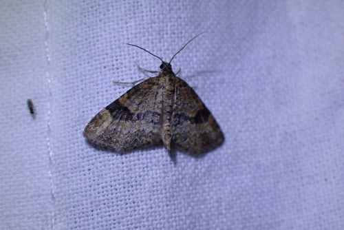 Small Seraphim, Houten, Het Bos, 3994 AX Houten, Nederland, photo 8 of 10